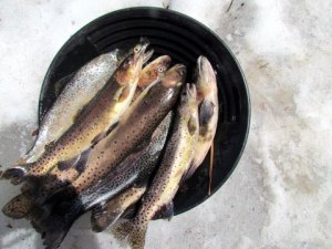 Picture of trout in a pan, surrounded by snow