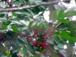 Brazilian Peppertree berries
