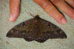 Black Witch Moth, Dorsal View