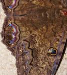 Black Witch Moth, Wing Close-up