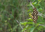 Zebra Heliconium