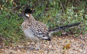 Roadrunner with eye patch clearly visible