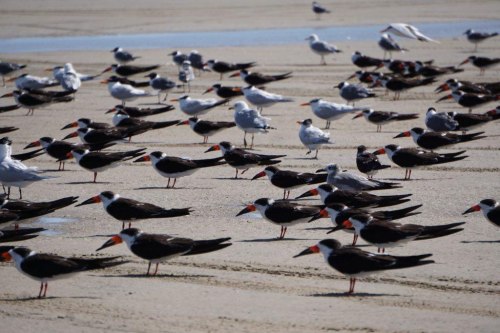 Black Skimmers and Royal Terns