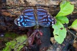 Mexican Bluewing Butterfly with Wings Open