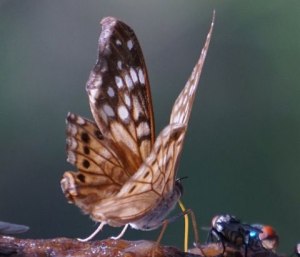 Hackberry Butterfly