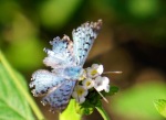 The Metalmark Butterfly