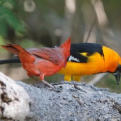 Cardinal and Hooded Oriole